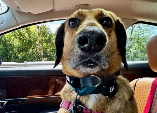 BUSTER BROWN - Hound available for adoption