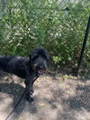 Smokey - Photo 4