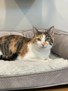 Cosette - Photo 1