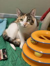 Cosette - Photo 2