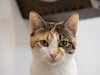 Cosette - Photo 1