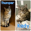 Kady & Thumper ** Courtesy Post - Photo 1