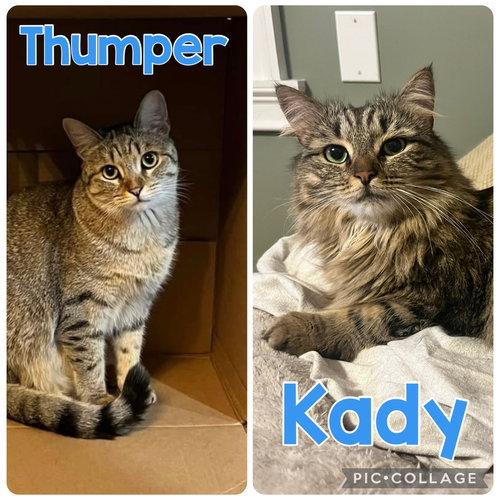 KADY & THUMPER ** COURTESY POST - Domestic Short Hair available for adoption