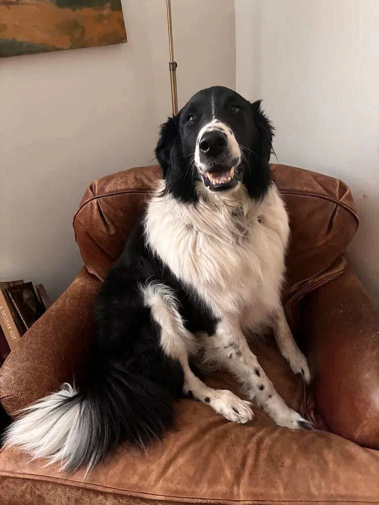 Casey Courtesy Post - Border Collie