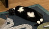 Scampi - Photo 2