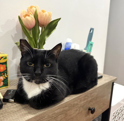 Scampi, Domestic Short Hair / Mixed