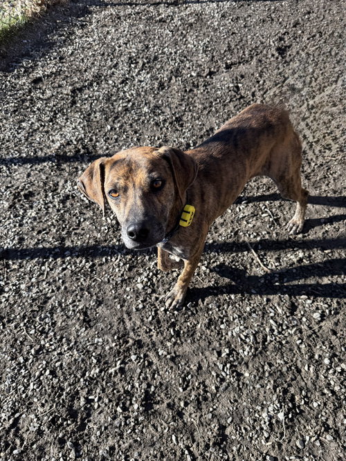 UKULELE - Terrier available for adoption