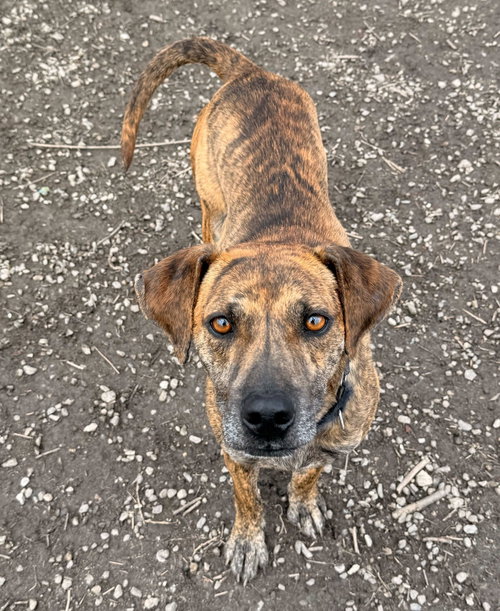 UKULELE - Terrier available for adoption