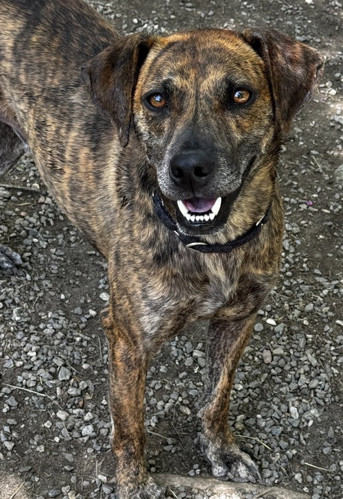 Ukulele, an adoptable Terrier in Elmsford, NY