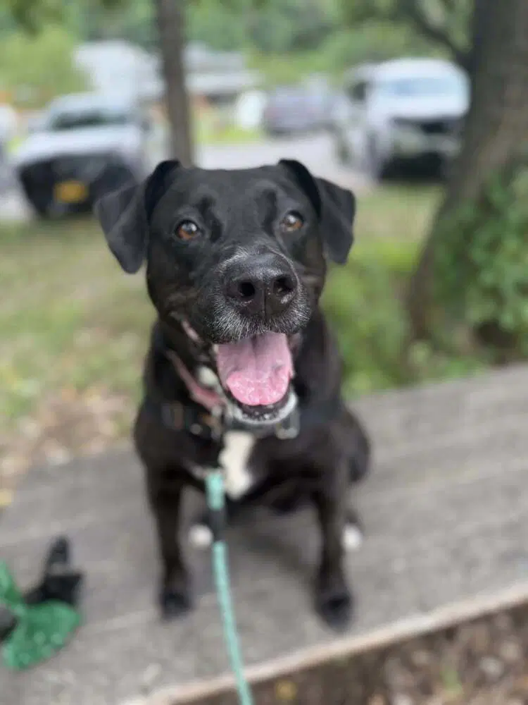 Bagheera - Labrador Retriever