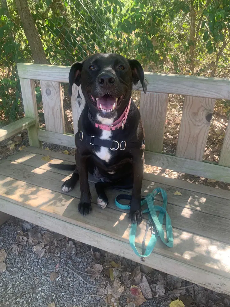 Bagheera image 2