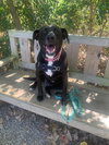 Bagheera - Photo 2