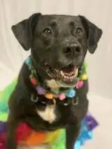 Bagheera image 3
