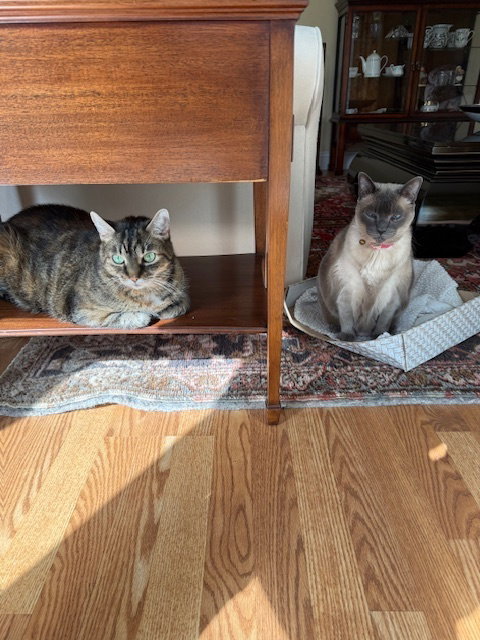LEA & BELLA **COURTESY POST** - Domestic Short Hair available for adoption