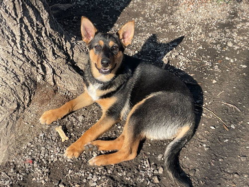 JOLLY - Terrier available for adoption