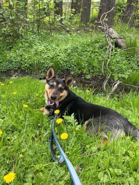 JOLLY - Terrier available for adoption