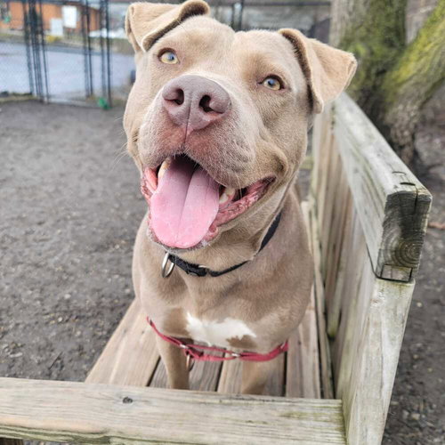 Buck, an adoptable Terrier in Elmsford, NY