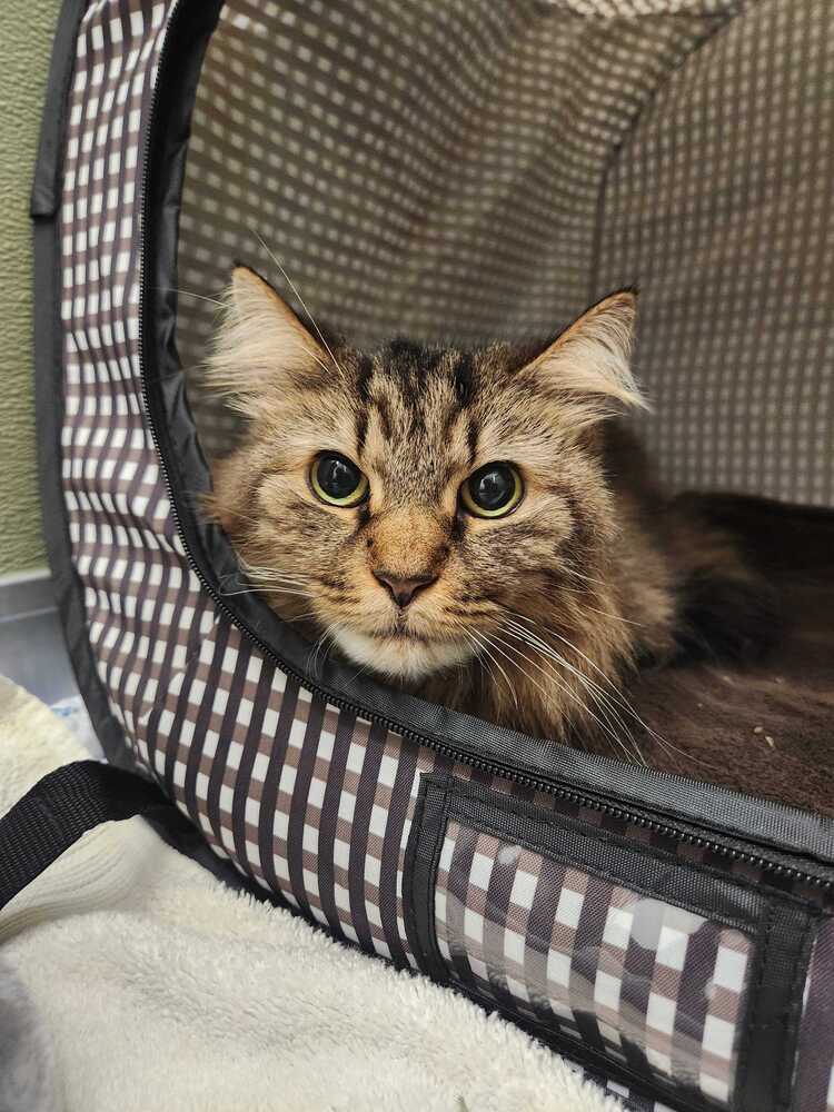 Merida