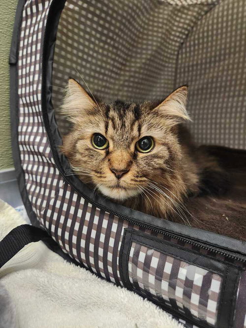 Merida, a cat for adoption from Paws Crossed Animal Rescue Inc.