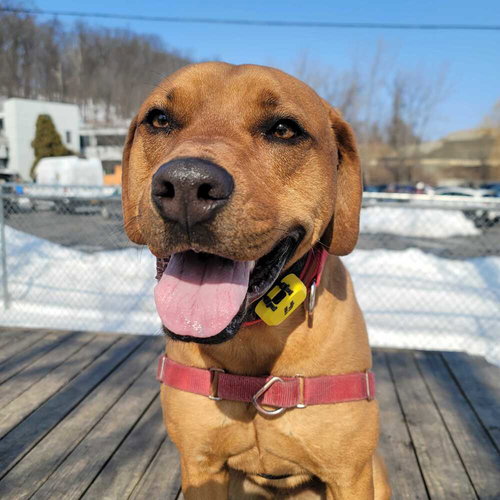 Stetson, an adoptable Terrier in Elmsford, NY