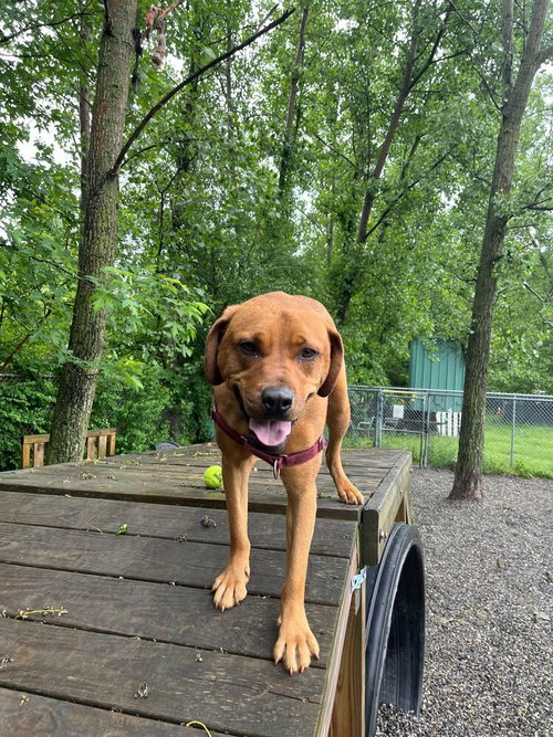 Stetson, a dog for adoption from Paws Crossed Animal Rescue Inc.