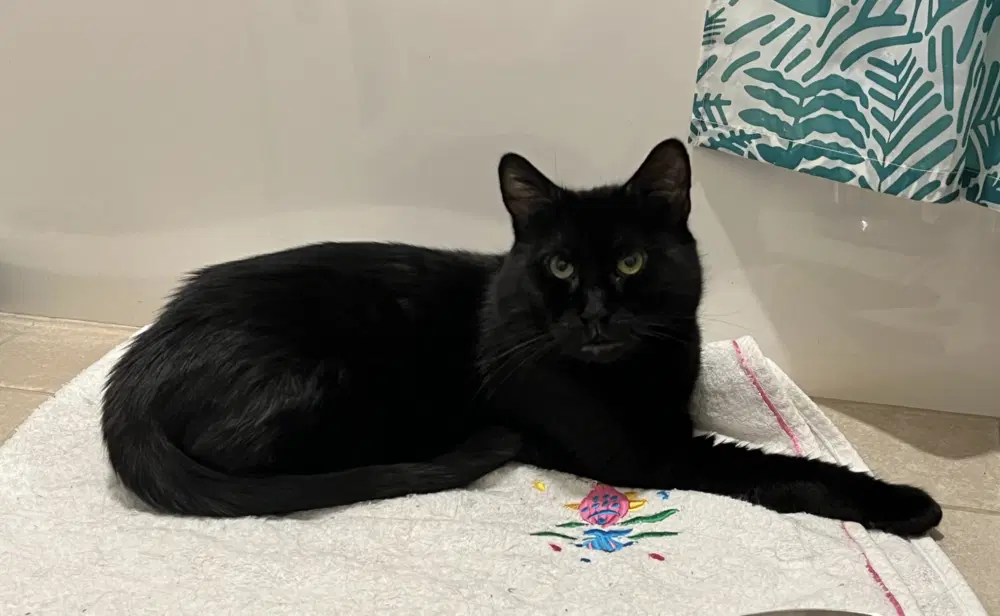 Juda - Domestic Short Hair