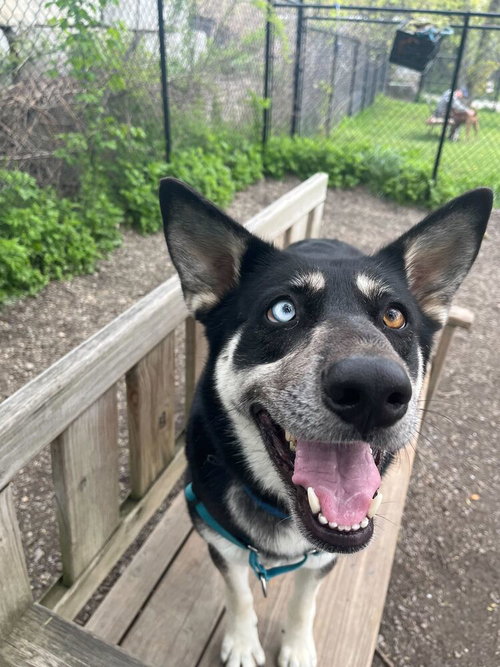 Shayla, an adoptable Husky in Elmsford, NY