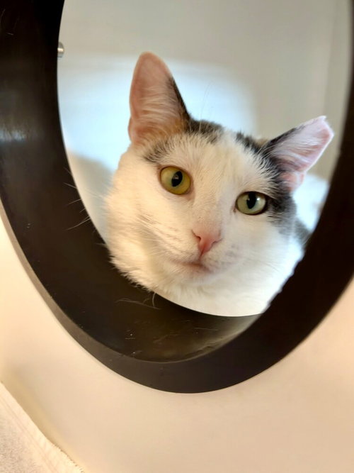 Patches, an adoptable Domestic Short Hair in Elmsford, NY