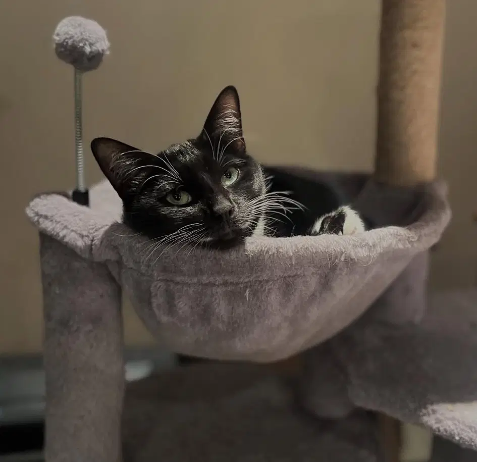 Lacey Courtesy Post - Domestic Short Hair