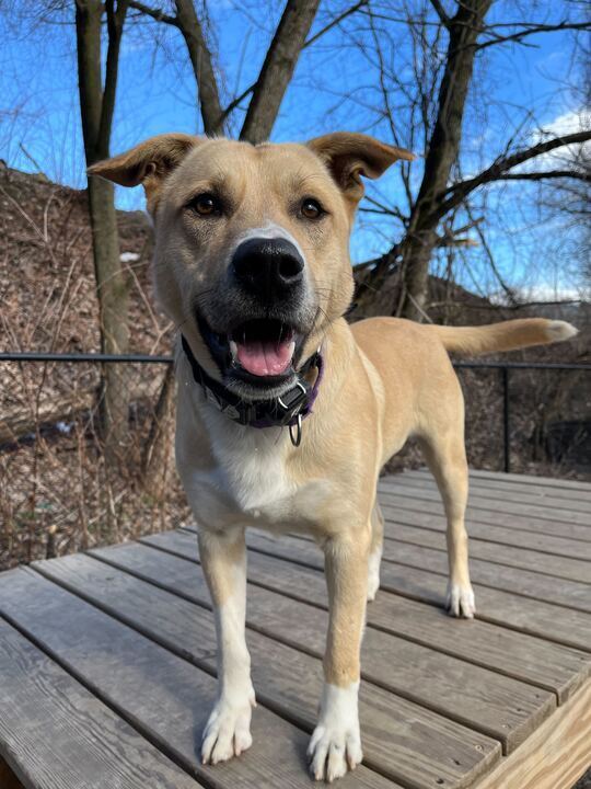 Unknown Breed