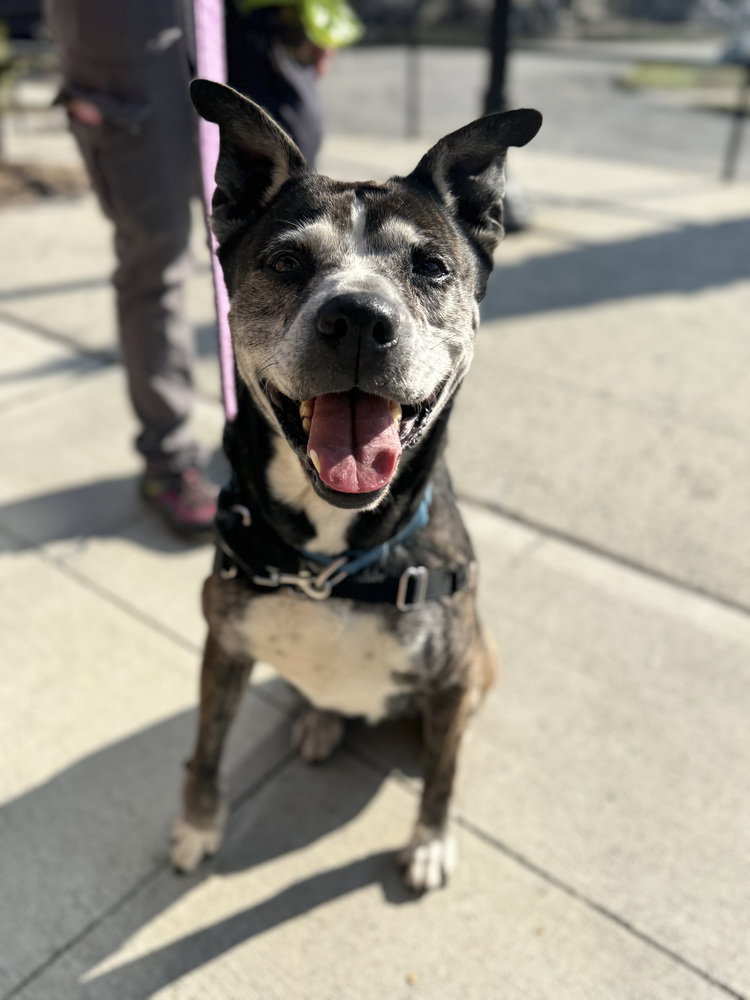 Terrier