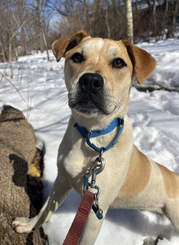 Unknown Breed