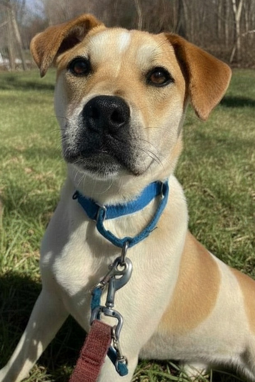Lenny, an adoptable Unknown breed in Elmsford, NY
