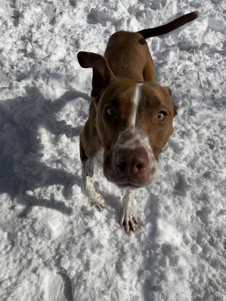 Terrier