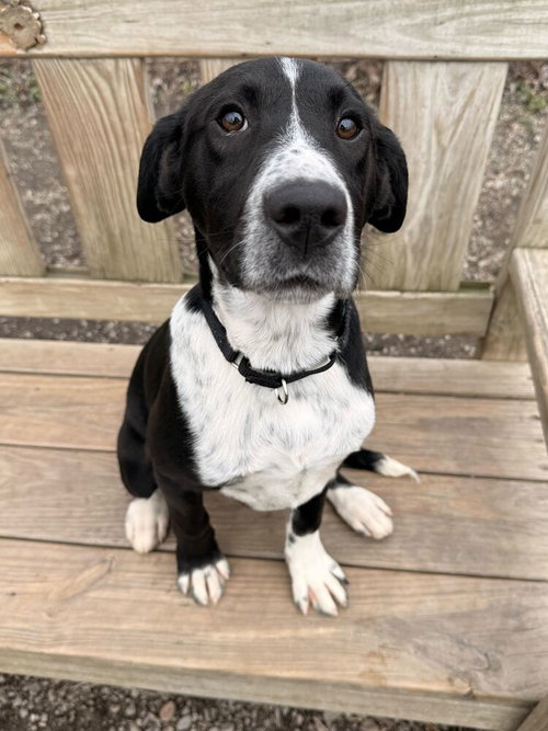 Lucas, an adoptable Hound in Elmsford, NY