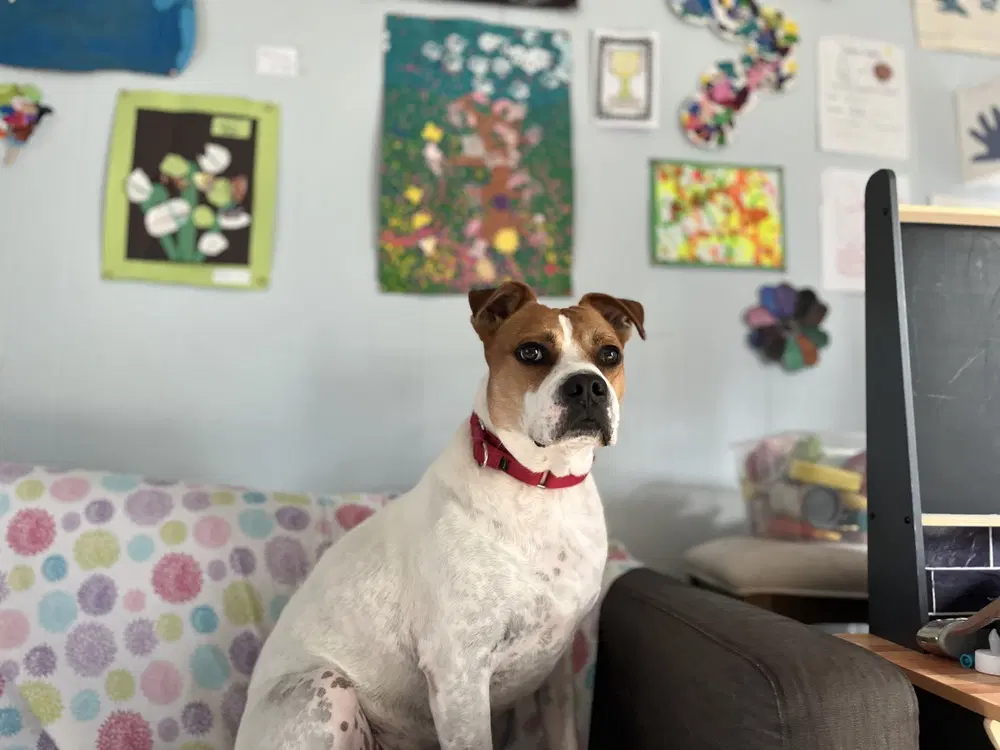 Trusty - Bulldog