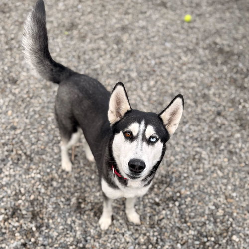 Fantine, an adoptable Husky in Elmsford, NY