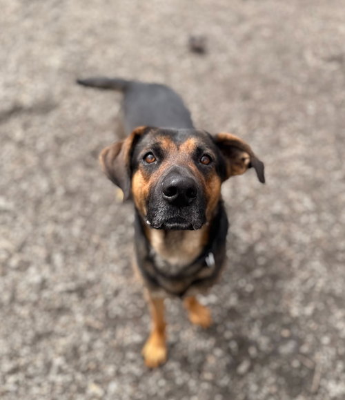 Monty, an adoptable Shepherd in Elmsford, NY