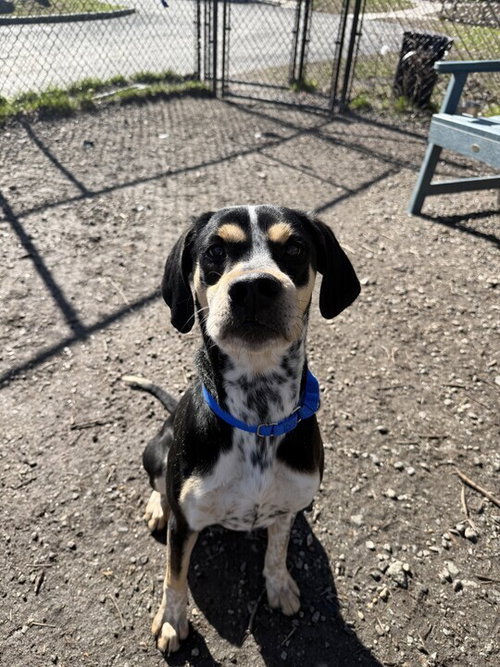 Berrien, an adoptable Hound in Elmsford, NY