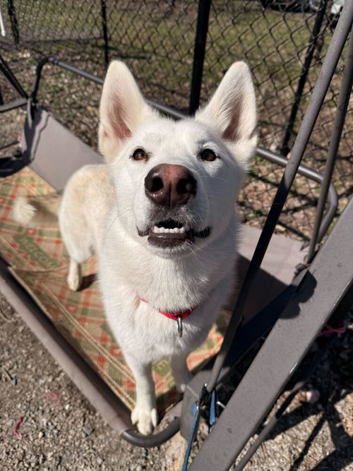 Snowy, an adoptable Husky in Elmsford, NY