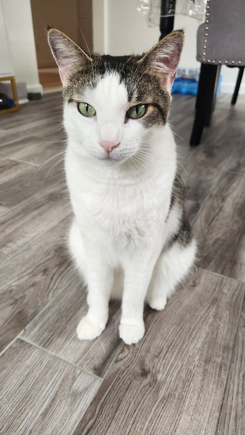 Buddy **Courtesy Post**, an adoptable Domestic Short Hair in Elmsford, NY