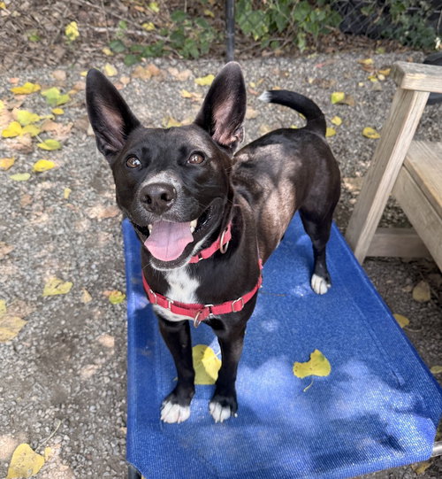 Kaa, a dog for adoption from Paws Crossed Animal Rescue Inc.