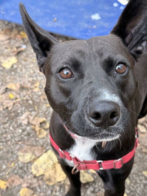Kaa, Labrador Retriever / Mixed
