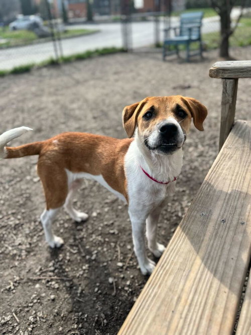 Kansas, an adoptable Hound in Elmsford, NY