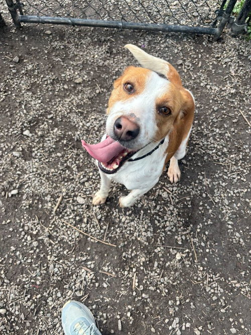 Jiggles, an adoptable Hound in Elmsford, NY