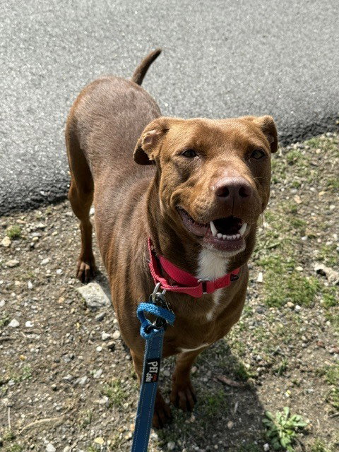 Lola Lane, an adoptable Unknown breed in Elmsford, NY