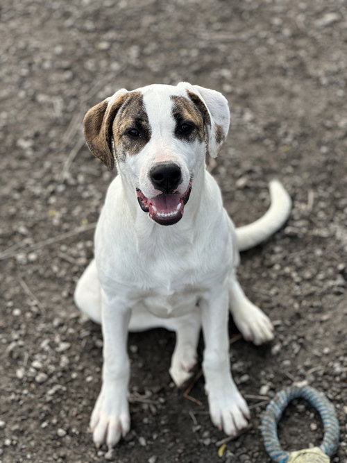 Nessie, an adoptable Labrador Retriever in Elmsford, NY
