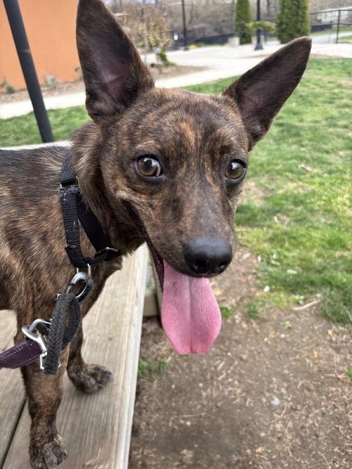 Rustee, an adoptable Chihuahua in Elmsford, NY