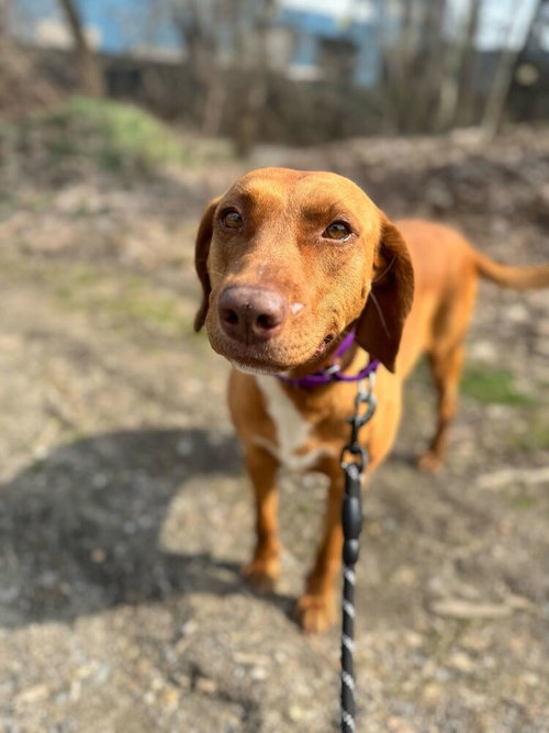 Saphira, an adoptable Labrador Retriever in Elmsford, NY