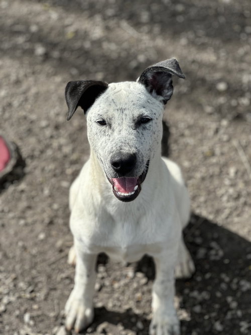 Selkie, an adoptable Labrador Retriever in Elmsford, NY